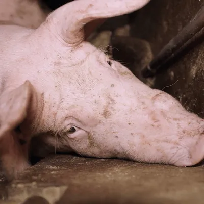 Un élevage de porcs fermé en urgence dans le Finistère