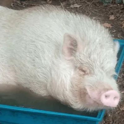 "Sa famille est très inquiète" : un cochon activement recherché...