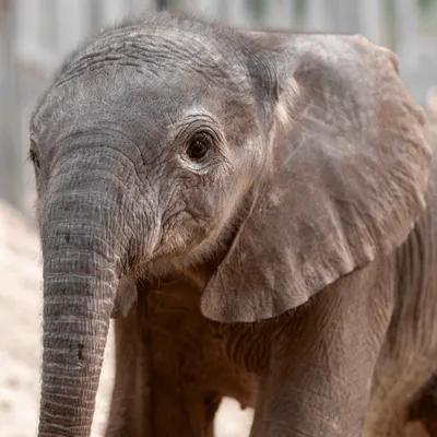 Une naissance inédite depuis 14 ans au ZooParc de Beauval