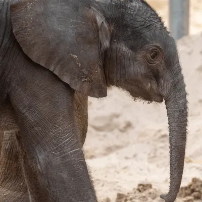 Un éléphanteau voit le jour au zoo de Beauval
