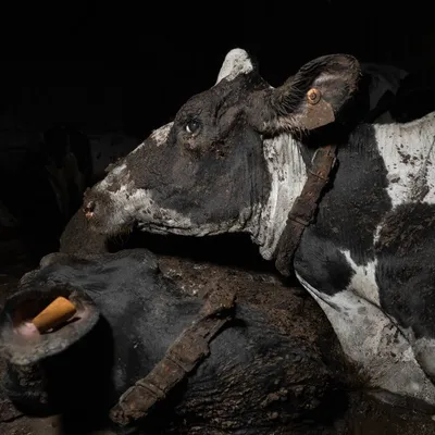 Vaches à l’agonie, animaux qui pataugent dans leurs excréments : un...