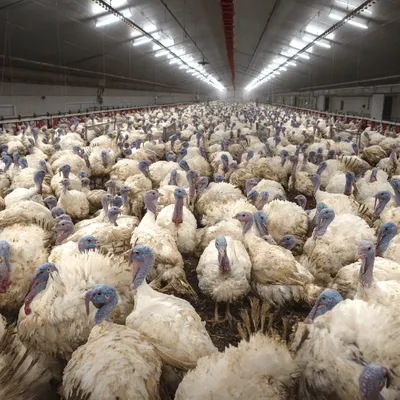 Dindes "enfermées en permanence pendant 126 jours" : un élevage du...