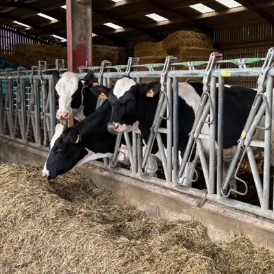 Agriculture : le lait de 330 exploitants des Pays de la Loire ne...