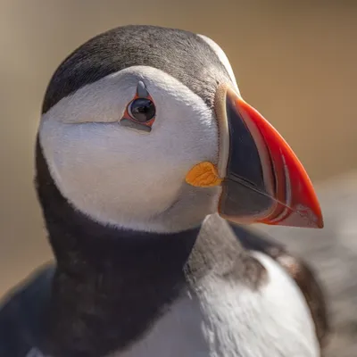 De nombreux oiseaux morts retrouvés sur des plages du Finistère