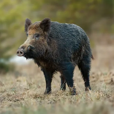 Maine-et-Loire : battue aux sangliers près d’Angers, des parcs...
