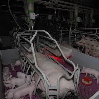 "Castration sans anesthésie, coupe systématique des queues" : un...