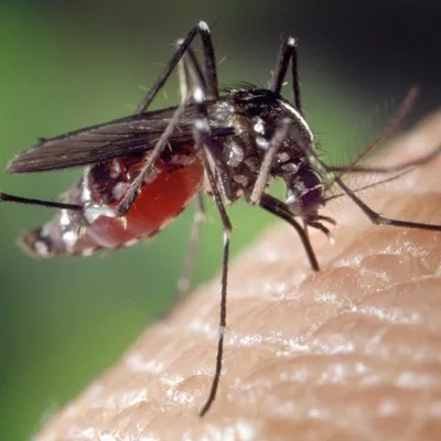Loire-Atlantique : après un cas de dengue, une opération de...