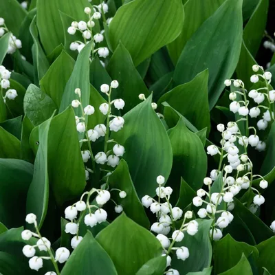 Loire-Atlantique : la cueillette du muguet débute avec un brin...