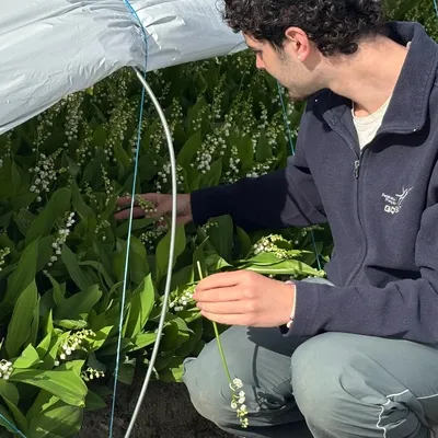 Un muguet précoce mais de qualité cette année en Loire-Atlantique