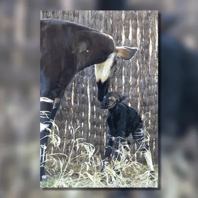 "C'est magnifique à voir" : naissance d'exception au ZooParc de...