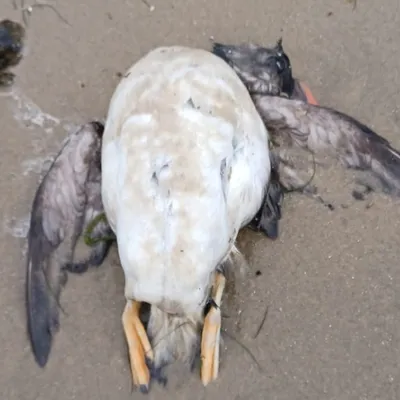 Pourquoi retrouve-t-on des oiseaux morts sur nos plages ?