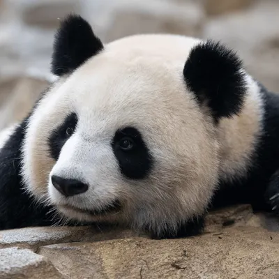 De nouveaux pandas en France d'ici 2027 !