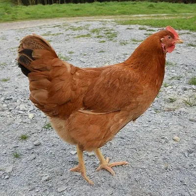 Vienne : pourquoi vous pourriez apercevoir des personnes déguisées...