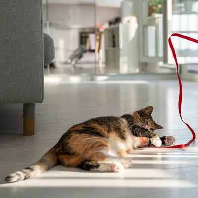 Les astuces pour protéger vos animaux face aux fortes chaleurs