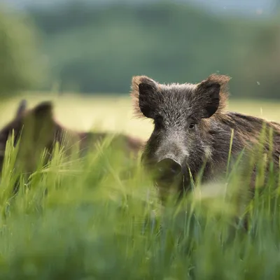 Pourquoi Angers lance une battue de sangliers en pleine ville ?