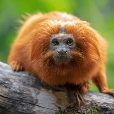 Un singe volé au zoo de Beauval retrouvé 10 ans plus tard