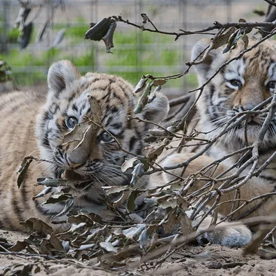 Et si vous choisissiez les prénoms des deux bébés tigres du Zoo de...