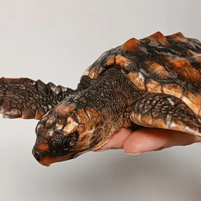 Drôle de découverte sur une plage de Loire-Atlantique !