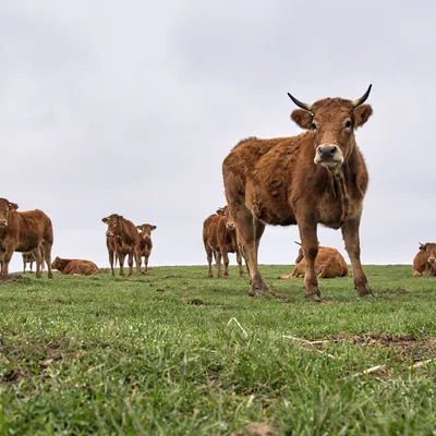 Dermatose nodulaire : la ministre de l’Agriculture attendue en...