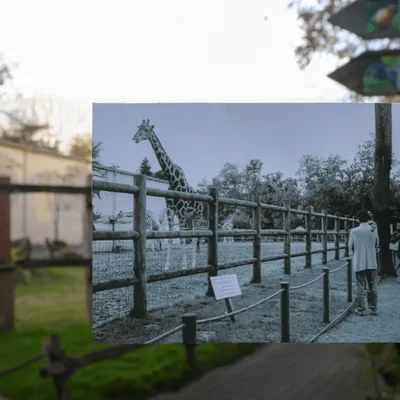 Le Zoo de la Flèche fait appel à vos souvenirs !