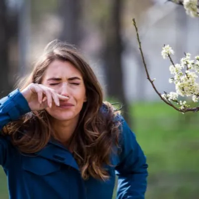 Alerte rouge pour le pollen de bouleau dans la région