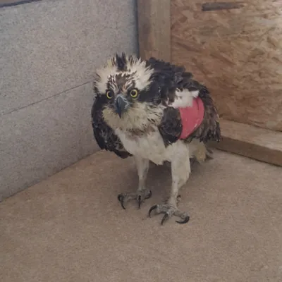 Un aigle rare recueilli et soigné au Parc Argonne Découverte