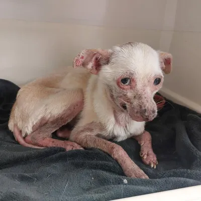 L'histoire de « Nouchka », petite chienne maltraitée, émeut les...