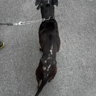 Ardennes - Un chien victime de maltraitance secouru par la police...