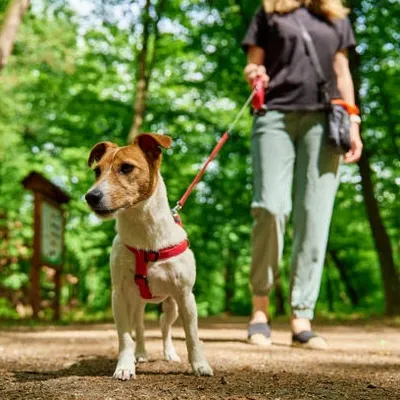 Promener son chien sans laisse en forêt, c’est maintenant interdit