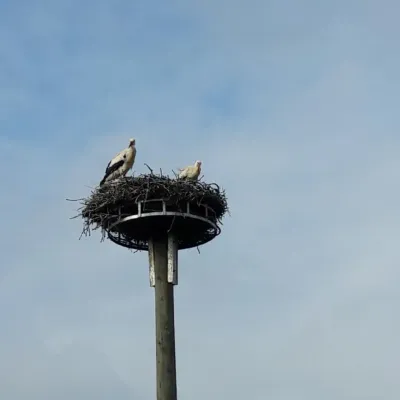 Des coupures de courant causées par des nids de cigognes dans les...