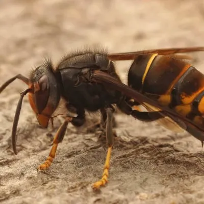 Une campagne record contre le frelon asiatique dans les Ardennes