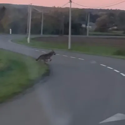 Un loup aperçu près d’un village ardennais par un automobiliste