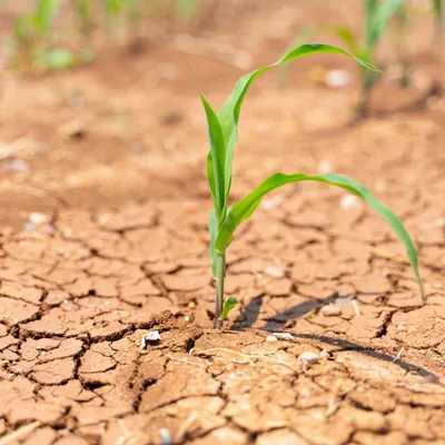 Sécheresse - Les premiers versements d’aide aux agriculteurs...