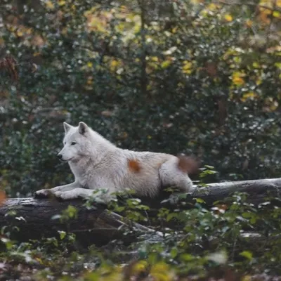 Ardennes – Le Parc Argonne Découverte se transforme pour Halloween