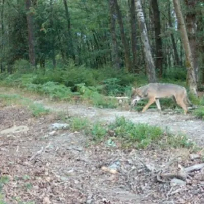 Ardennes - Deux loups retrouvés morts, un troisième observé dans le...