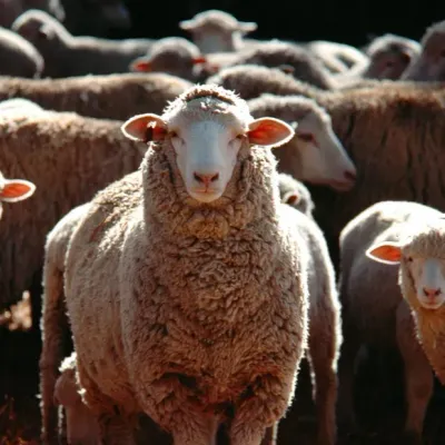 Une quarantaine de moutons volés dans les Ardennes