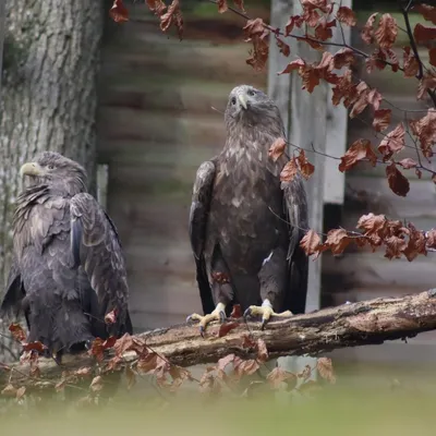 Aigles, loups...Le Parc Argonne Découverte rouvre ses portes ce samedi