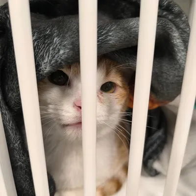 Bilan 2025 pour la Société Protectrice des Animaux