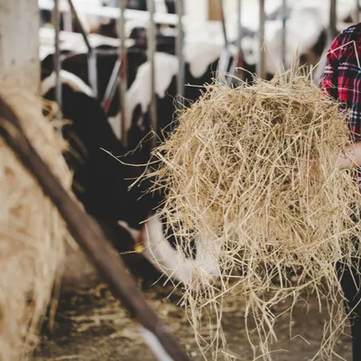 Ouverture de la plus grande ferme de France