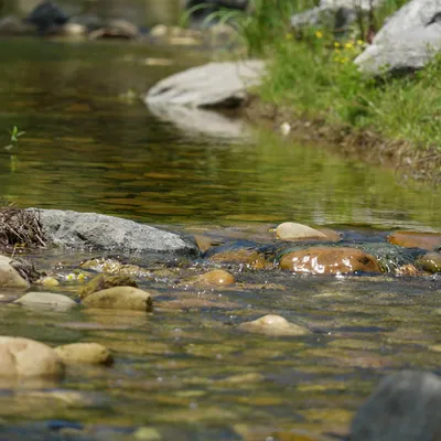 Champagne-Ardenne - Les poissons meurent à cause des fortes chaleurs