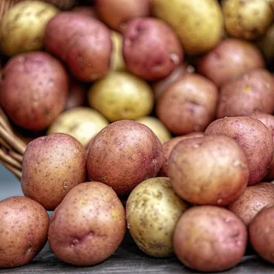 Ardennes - Les récoltes de légumes en baisse à cause de la sécheresse