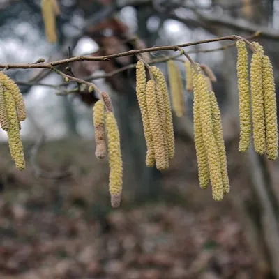 Allergies : la saison des pollens démarre déjà dans la région
