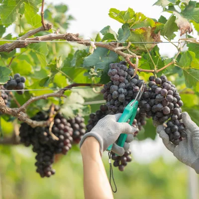 Champagne-Ardenne - Des vendanges très précoces dans la région