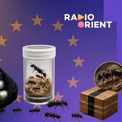Trafic de fourmis : pourquoi des milliers de reines sont...