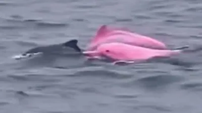 Thaïlande : une touriste italienne aperçoit un rare dauphin rose