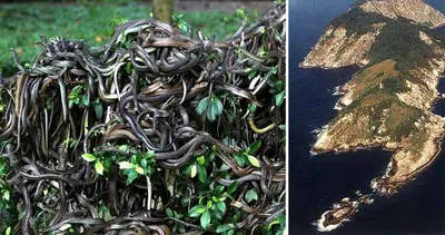Un homme s'est faufilé sur Snake Island, la plus dangereuse des îles