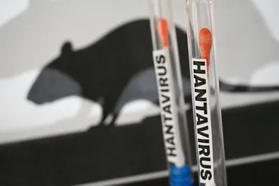 L'OMS craint une pandémie d'hantavirus avec un taux de mortalité de...
