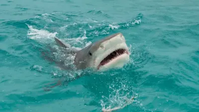 Des requins cocaïnomanes découverts au large des Bahamas