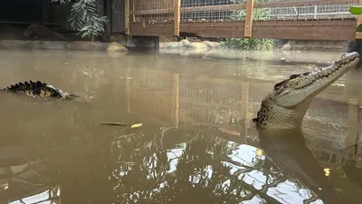 Un enfant de 3 ans jeté dans l'enclos des crocodiles au zoo...