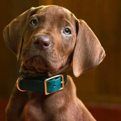 Scooby-Doo : Netflix dévoile enfin le célèbre chien en version live...